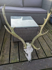 Fallow deer head for sale  MIDHURST