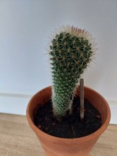 Kaktus 14cm zimmerpflanze gebraucht kaufen  Nürnberg