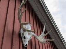 Grosses elchgeweih gebraucht kaufen  Altstadt,-Andershof,-Devin