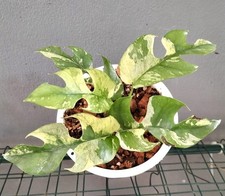 Rhaphidophora ginny white for sale  BIRMINGHAM