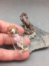 Real rattlesnake fangs for sale  Anna