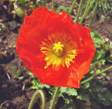 Samen türkischer riesen gebraucht kaufen Samen türkischer riesen gebraucht kaufen  Jettingen