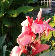 Semi canna indica usato Semi canna indica usato  Francavilla di Sicilia