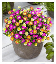 pflanzen tropische blumen gebraucht kaufen pflanzen tropische blumen gebraucht kaufen Bensheim