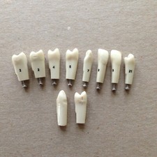 Typodont teeth lot for sale  Janesville
