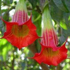 Brugmansia sanguinea red usato  Torino