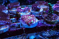 Wysiwyg gold meister for sale  SHEFFIELD