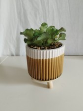 Artificial faux cactus for sale  MAGHERAFELT