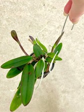Cattleya schilleriana sapphire for sale  USA
