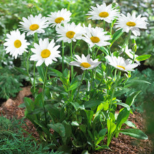 Daisy dwarf shasta for sale  Aspers