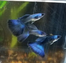 Trio blue moscow for sale  Lincoln