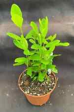 Pineapple guava three for sale  Marianna