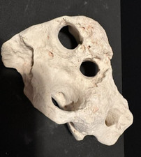 Texas limestone holey for sale  Worth