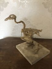 Squelette pigeon d'occasion  Nice-