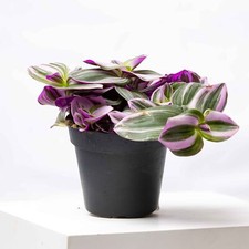 Tradescantia albiflora nanouk for sale  BRISTOL