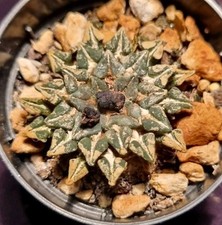 Ariocarpus kotschoubeyanus mac usato  Baranzate