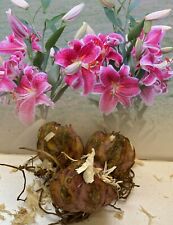 Stargazer oriental lily for sale  ALFRETON