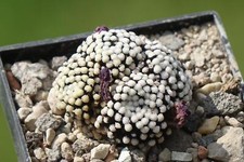 Kaktus kakteen mammillaria gebraucht kaufen  Deutschland