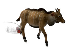 Animali animals collecta usato  Roma