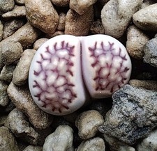 Lithops sassi viventi usato  Ragalna