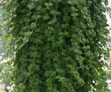 Indian trailing mint for sale  WORKSOP
