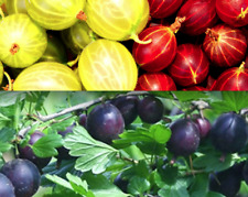 Trio gooseberry yellow for sale  USA