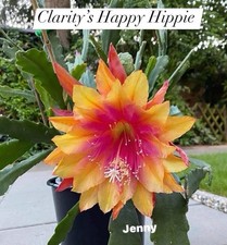 Reserve epiphyllum lot d'occasion  Châtenay-Malabry