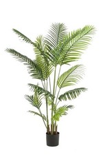 Kunstpalme howea forsteriana gebraucht kaufen  Düsseldorf