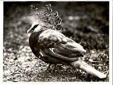 LG75 1930 Original Int'l Newsreel Foto POMBO COROADO VITORIANO @ ZOOLÓGICO DE LONDRES, usado comprar usado  Enviando para Brazil