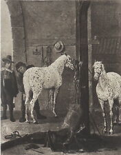 Chevaux blancs ecurie d'occasion  Le Chesnay