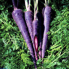 Purple carrot carota usato  Reggio Calabria