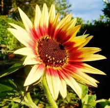 100 indian blanket for sale  Salem