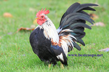 Fertile show quality for sale  Washougal
