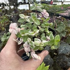 Callisia Repens 'BIANCA' ! Linda Planta variado! comprar usado  Enviando para Brazil