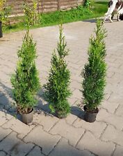 Stück thuja smaragd gebraucht kaufen  Großefehn