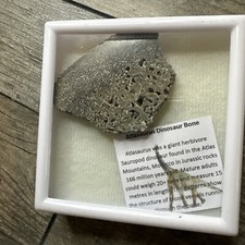 Genuine atlasaurus sauropod for sale  GRAYS