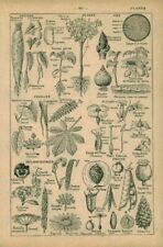 Antique plants document d'occasion  Expédié en Belgium