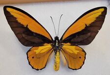 Ornithoptera lydius paire usato  Spedire a Italy