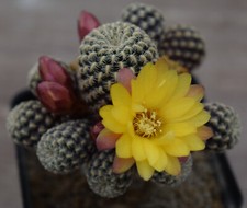 5299 cactus sulcorebutia usato  Spedire a Italy