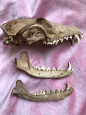 Animal skull jaw for sale  CHELTENHAM