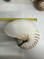 Conchiglia nautilus pompilius usato  Novara