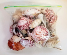 Bag natural sea for sale  North Canton