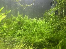 Live java moss for sale  STOCKPORT