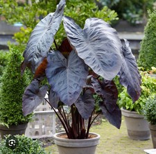 Diamond head colocasia for sale  Mobile