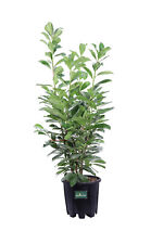 Pianta prunus laurocerasus usato  Santeramo in Colle