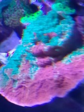 Grafted montipora green for sale  PEMBROKE DOCK