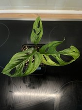 Monstera adansonii albo gebraucht kaufen  Neuss