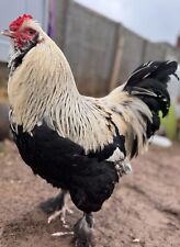 Mixed breed hatching for sale  MALVERN