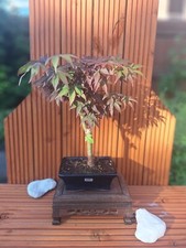 Red japanese maple for sale  PETERBOROUGH