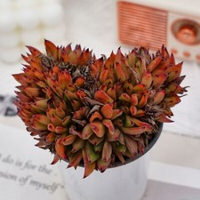 Echeveria red devils for sale  Northport